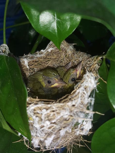 鳥來家築巢|【鳥築巢吉兆】迎祥納瑞：野鳥築巢，居家風水好兆頭！